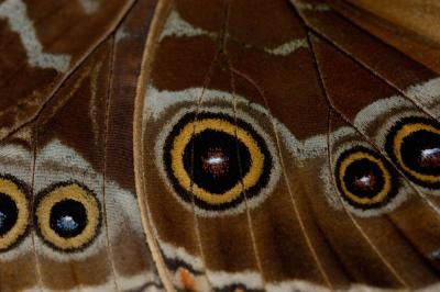 Owl Butterfly Wing - Julio S