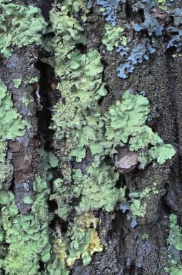Lichens by Nancy Spader