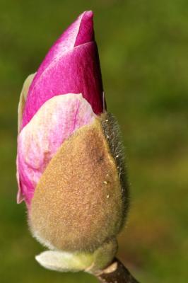 Magnolia budding by brettania