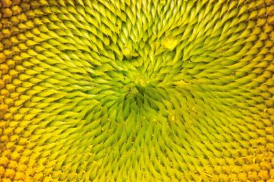 Sunflower 2 - Matt Merry