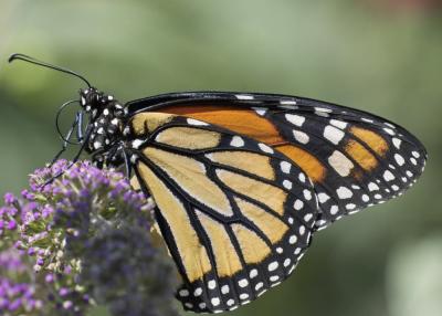 Monarch butterfly by Germ Wind