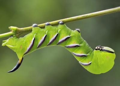 Hawkmoth caterpillar (Sphinx ligustri) by Germ Wind