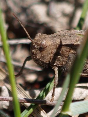 Grasshopper by Bob K.