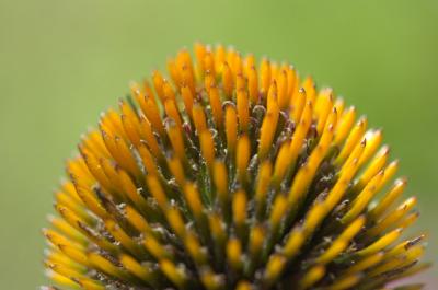 Cone Flower Spines by Chris