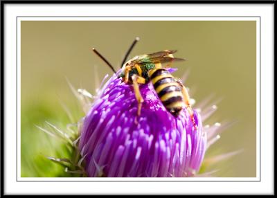 Prickley Flower & Bee by Michael Kaplan