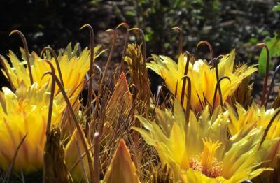 Hooked on Yellow by tucsondave