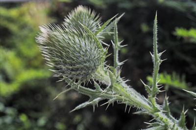 Thistle by Peter Spader
