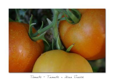 Tomato - Tamato Dan_Savoie