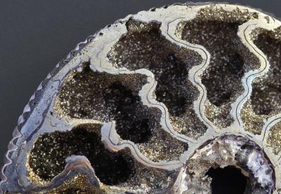 MC9 Rocks and Minerals1st placepyrite ammonite- Barrytheb