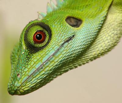 MC10 Eyes2nd placeGreen Crested Lizard Red Eye by tchuanye, FZ10