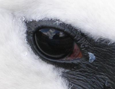 Swans' eye by Racketman