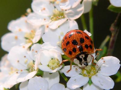 Morning dew by Adrian Dusa