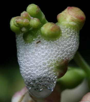 cuckoo spit by racketman