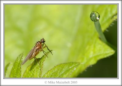Droplet by Mousehill