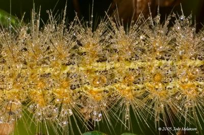 Caterpillar in Dew by Jody Melanson