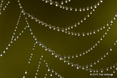 Spider Web in Dew by Jody Melanson