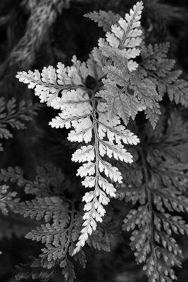 HM: Hares Foot Fern by OzSavage