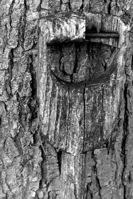 Tree Shovel -- Paul Block