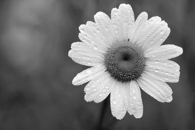 daisy, by Christopher