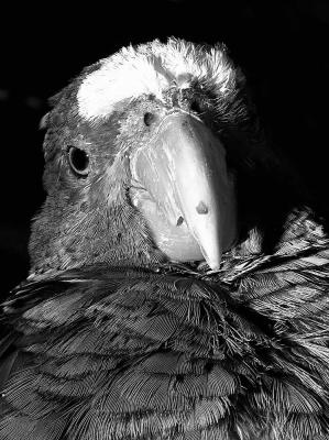 Parrot - tucsondave