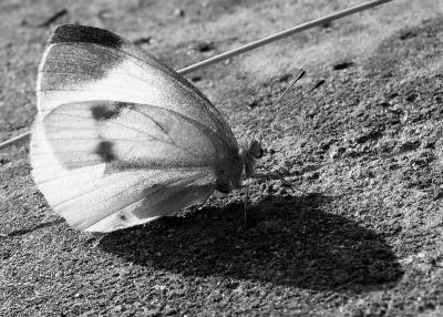Wings Aglow - Joanna
