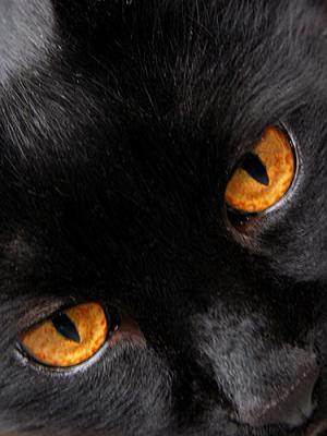 Black Cat by elips