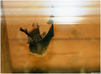 bat in web, by LScottC