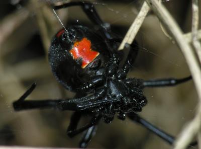 Widow Black greetings  -- web52