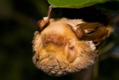 eastern red bat, by rodbradshaw