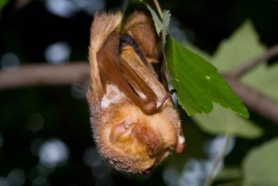 eastern red bat 2, by rodbradshaw