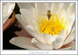 <b>MC2 Flowers<br>1st place</b><br>Mousehill