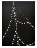 <b>MC3 Water<br>2nd place</b><br>Pearls On A Spiderweb - Pvrnet