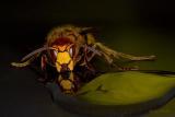 <b>MC4 Insect Faces<br>2nd place</b><br>Hornet - Einstein333