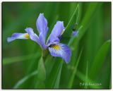 HM2: MC2 Flowers, Bill Wallace