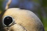 eye feathers- Barry Byrd