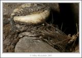 African Voodoo Shell; Mousehill