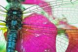 Natural Stain Glass - Emilio DelToro