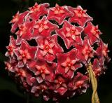 red star by eyespy