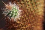 Cactus - Emilio DelToro