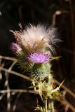 Thistle<br>by Rubix
