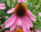 Bee sitting on Echinacea flower by Jamie Mastrio