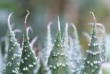 cactii spikes by racketman