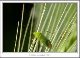 <b>MC8 Prickly Veg<br>2nd place</b><br>Walking on spikes - Mousehill