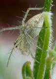 prickly spider, Joanna Ohmori