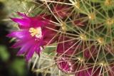 Flowering Cactus by Anton