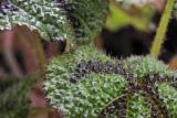 Iron Cross Hairy Begonia by Peter Spader