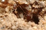 <font color=lightbrown><b>Rock Guardian</b><br><div align=right><font size=1> by</font><b>PhotoDuck</b></div></font>
