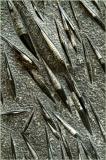 Nick Jones Orthoceras.jpg