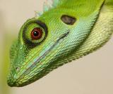 <b>MC10 Eyes<br>2nd place</b><br>Green Crested Lizard Red Eye by tchuanye, FZ10