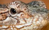 Draggons eye again by Neil Lawson